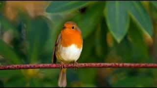 Robins Singing- 1 hour Nature Sounds Birdsong