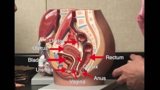 Biology Lab Practical 2 Review