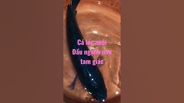 Cá lóc đồng khác cá lóc nuôi #shortvideo