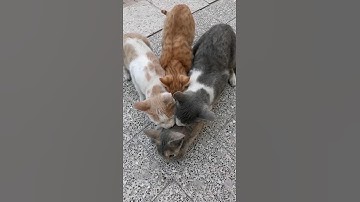 Cats mating