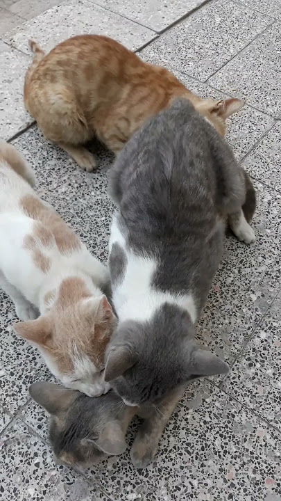 Kucing sedang kawin