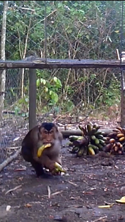 🔴When the king of monkeys falls into the trap