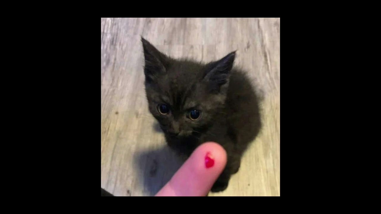 (TW:Screaming) sad/vent Audios:3￼