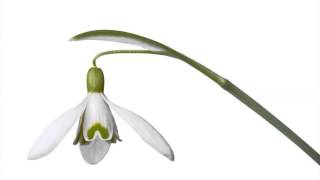 White Snowdrops | Picture Set Of Beautiful Folwers