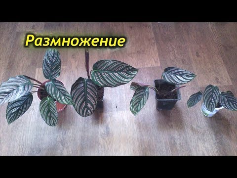 Видео: Размножение Калатеи – Советы по Размножению Калатеи