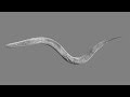 Roundworms and Space Exploration