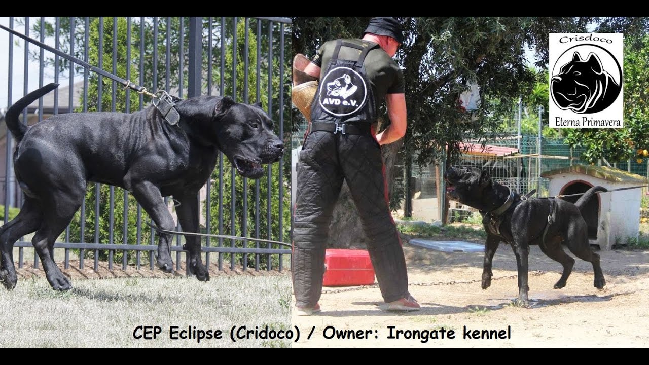 CEP Eclipse (Crisdoco kennel) / Black Perro de Presa Canario / Irongate / Portugal / AVD e.V.