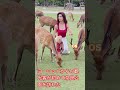 ヨーロッパ人観光客、鹿がいる奈良公園を初めて訪れる 🦌💋💃