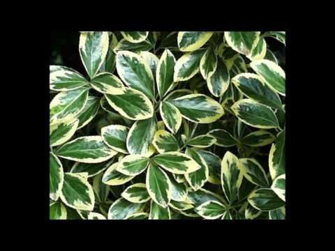روائع المهندس هاني ابو عيطة 2