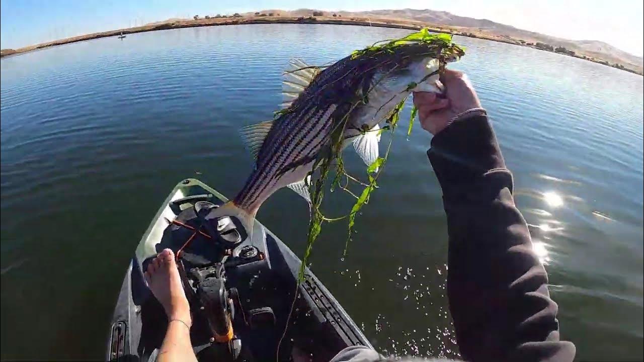 Giant Striper on Swimbait??? [O'Neill Forebay] YouTube