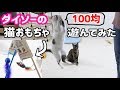 【100均】ダイソーの猫おもちゃで遊んでみた…食いつきがすごく良いのでオススメ！