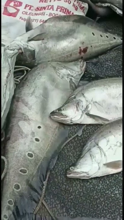 Ikan Belido Buat Pempek Enak Rasonyo