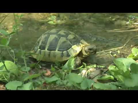 Video: Câinele Adulmecă țestoasa Africană Rară