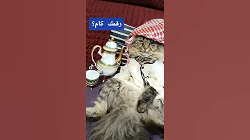 حبيت يابوى العرباوى 
