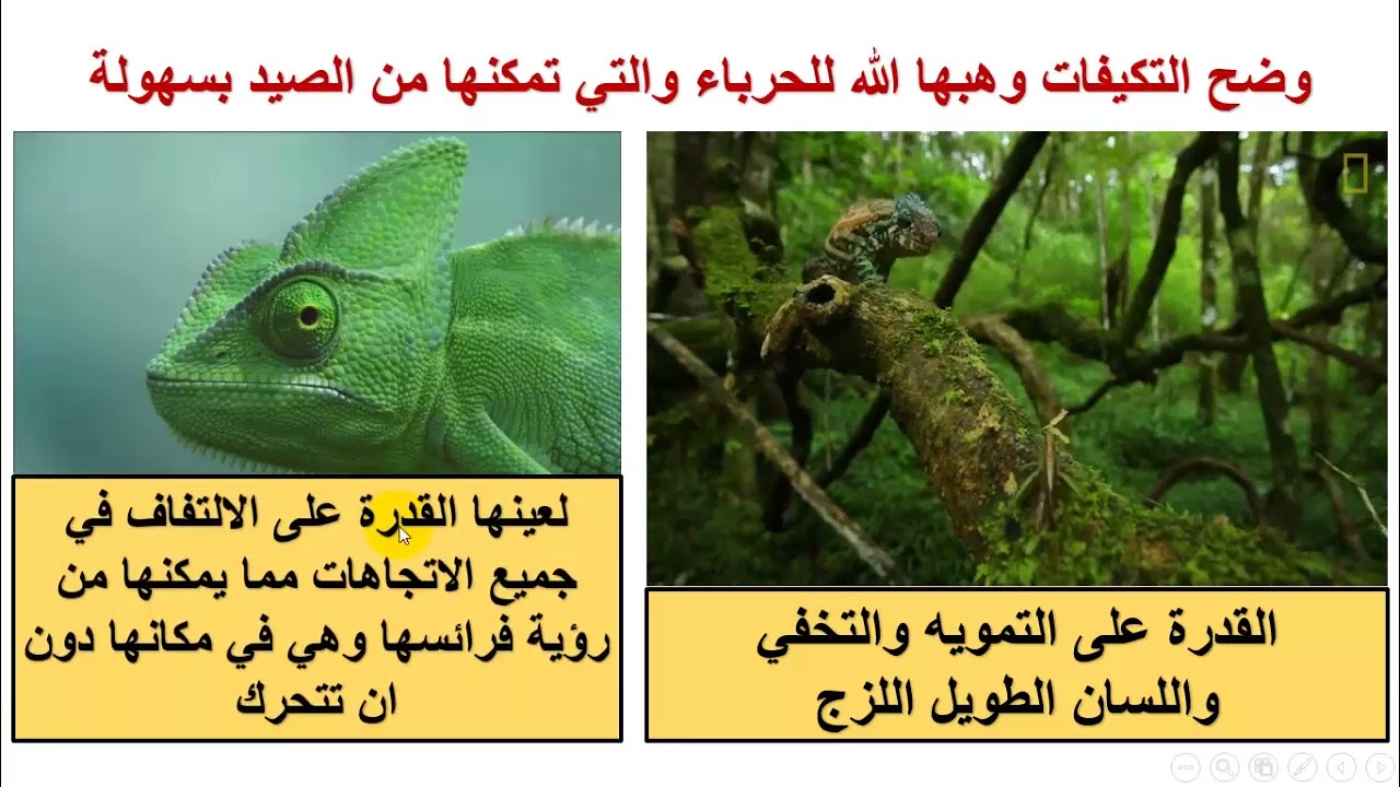 الجزء الثاني من درس الزواحف