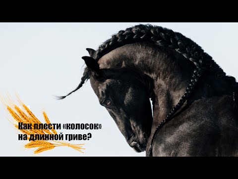 Как плести "колосок" из гривы лошади?