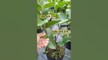Cây Ổi không hạt đang trái | 0386569374 - Ngọc Ngân Bến Tre | Chuyên cây độc lạ
