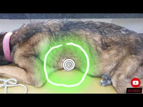 Video: Šķidrums Krūtīs (pleiras Izsvīdums) Suņiem