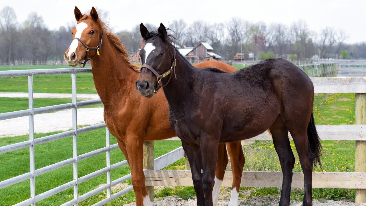 Treasure of the Midwest: Springcliff Farm