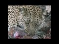 Leopard Impala - eaten whole
