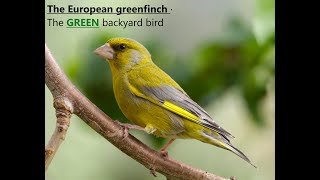 The European greenfinch (Chloris chloris)  The GREEN Backyard Bird