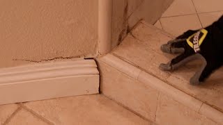 It's NOT Your Shower Door LEAKING!!! Tile Curb Failure