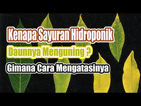 Kenapa Sayuran Hidroponik Daunnya Menguning ?  & Cara Mengatasinya #Belajar Hidroponik