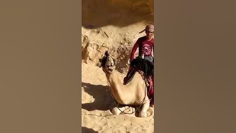 Angry camel is funny