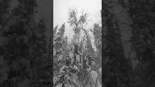 93 Ветер сдувает снег с деревьев Зимняя тайга Сибирь