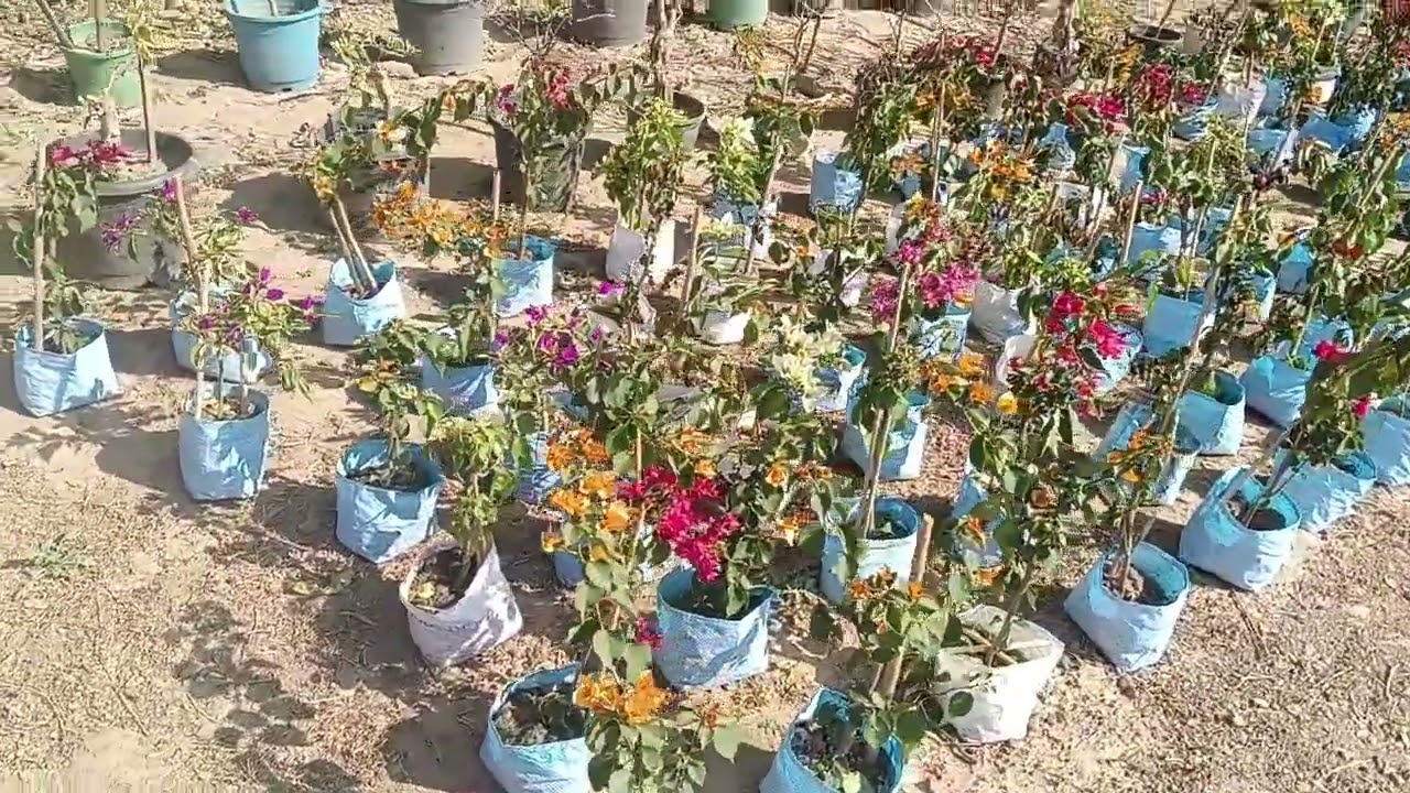 Hi.. Friend.. Jara jara Bougainville pochondo karo akber holay oGo green.. Nilganj Obossi asban... 🌸