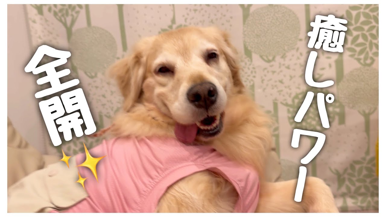 撫でられてニッコニコなゴールデンレトリバー