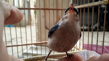 Anakan rambatan paruh merah belajar bunyi
