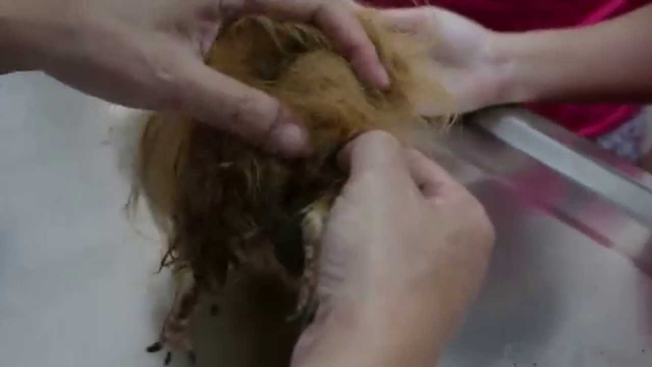 A guinea pig has matted coat and is reluctant to move YouTube