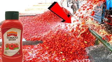 How tomato ketchup is made,tomato harvesting and process with modern technology | @zubuintec 
