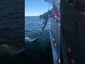 Halibut fishing w snap gear opening scene longlinefishing longline eatseafood eatfish halibut