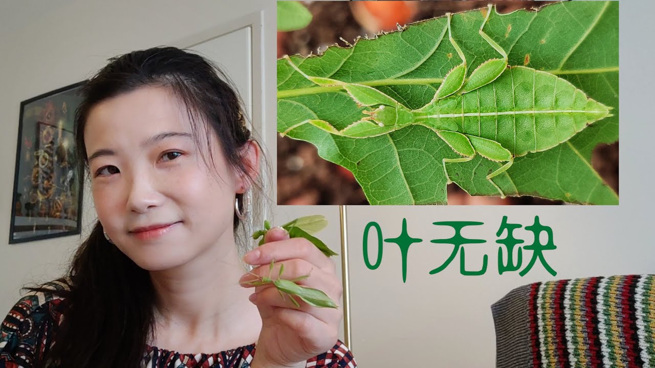 我叫叶无缺－菲律宾叶䗛 (Phyllium philippinicum, leaf insect) - YouTube