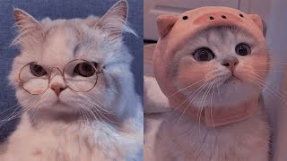 Try Not To LAUGH CATS Videos  Funny Cat Memory  #3