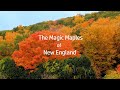 The Magic Maples of New England