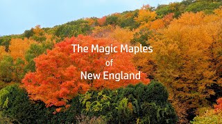 The Magic Maples of New England