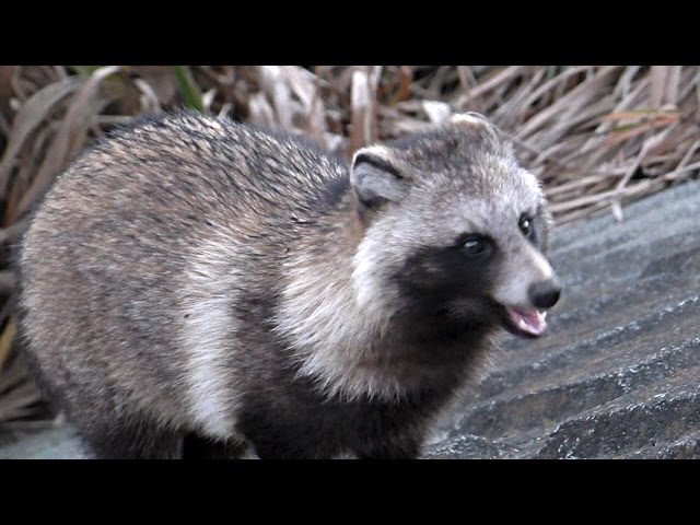 地域猫 野生動物 たぬきさん 汚名を雪ぐ 魚くれくれ野良猫 Youtube 地域猫 野生動物 たぬきさん 汚名を雪ぐ 魚くれくれ野良猫 Youtube