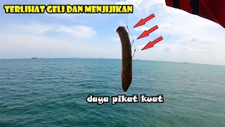 Bengisss...!!! Aksi Taklukan Ikan Besar dengan Upan Yang Menjijikkan di bagan dekat karang