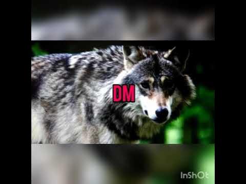 песня волчонок маршал