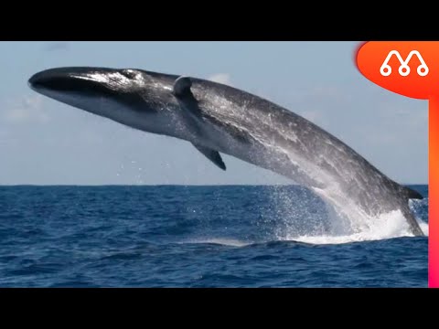 Vídeo: Os maiores animais do planeta: baleias azuis