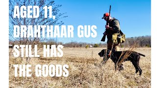 Eleven year old Drahthaar Gus still has the goods by Barton Outfitters 99 views 2 months ago 2 minutes, 20 seconds