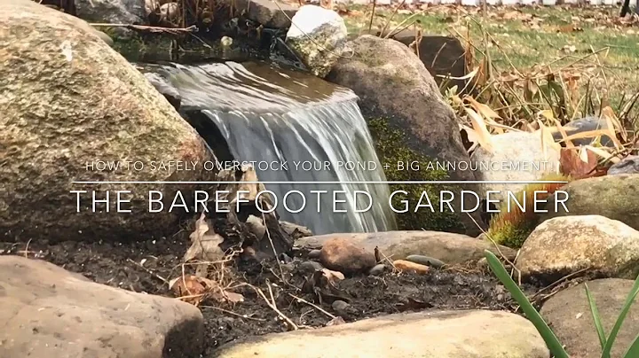 How to (Safely) Overstock Your Pond + BIG Announcement | The Barefooted Gardener