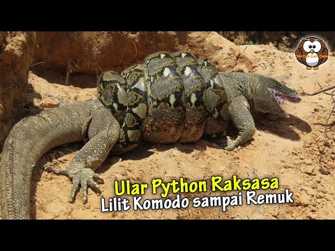 Detik-Detik Ular Python Raksasa Terekam Kamera Telan Komodo Hidup-Hidup.!