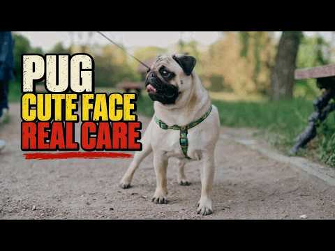 Pug: A Cute Face Is Not a Care Plan