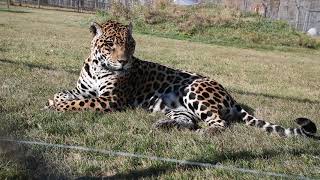Mr Mia, Jaguar at Discovery Wildlife Park and brother of Magnum. Just chilling in the grass.