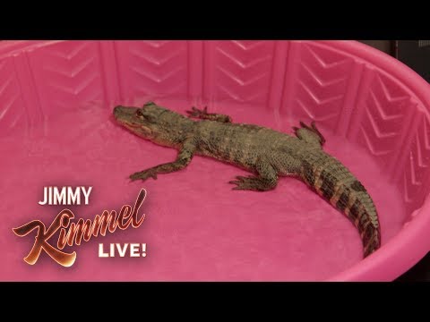 jimmy-kimmel-pranks-guillermo-with-baby-alligator