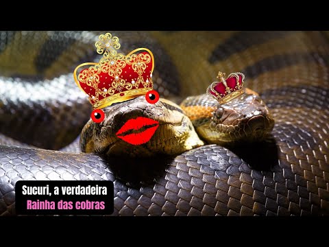 Vídeo: Sobre a rainha cobra, cobras e sucuris
